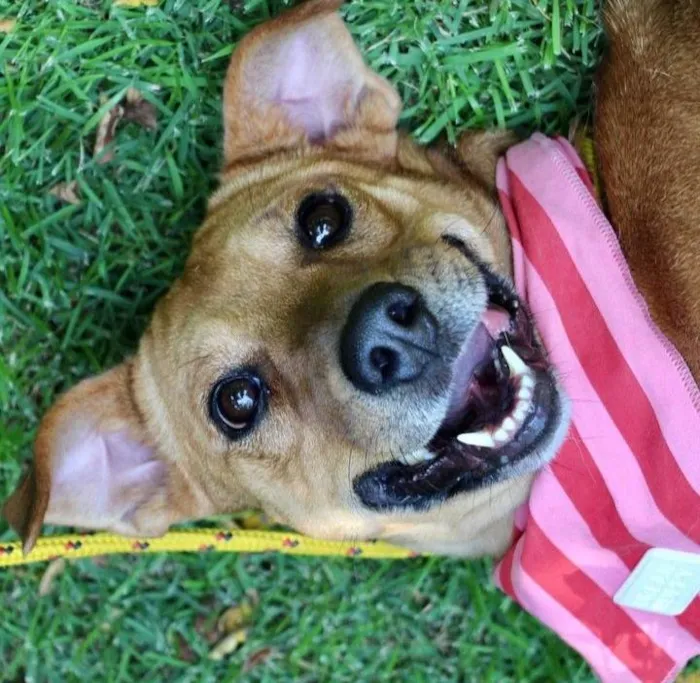 Cachorro raça SRD-ViraLata idade 2 anos nome Meredith