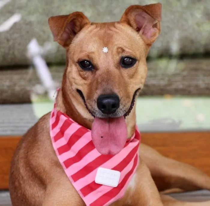 Cachorro raça SRD-ViraLata idade 2 anos nome Meredith