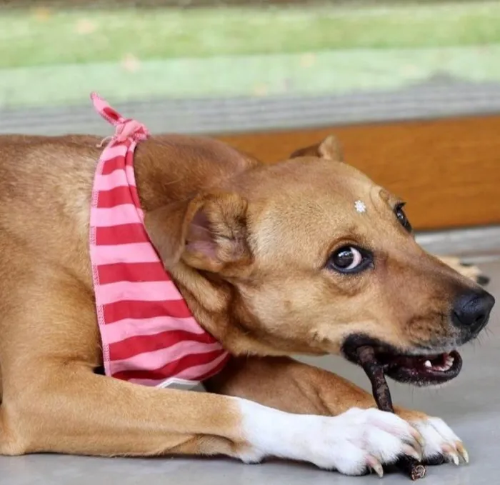 Cachorro raça SRD-ViraLata idade 2 anos nome Meredith