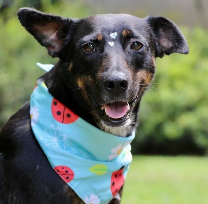 Cachorro raça SRD-ViraLata idade 2 anos nome Filó 