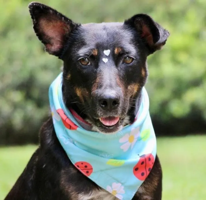 Cachorro raça SRD-ViraLata idade 2 anos nome Filó 