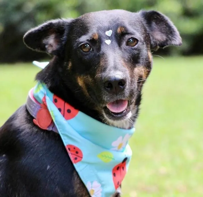 Cachorro raça SRD-ViraLata idade 2 anos nome Filó 