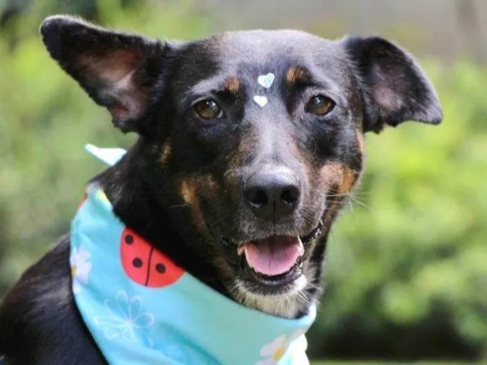 Cachorro raça SRD-ViraLata idade 2 anos nome Filó 