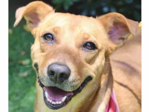 Cachorro raça SRD-ViraLata idade 2 anos nome Meredith