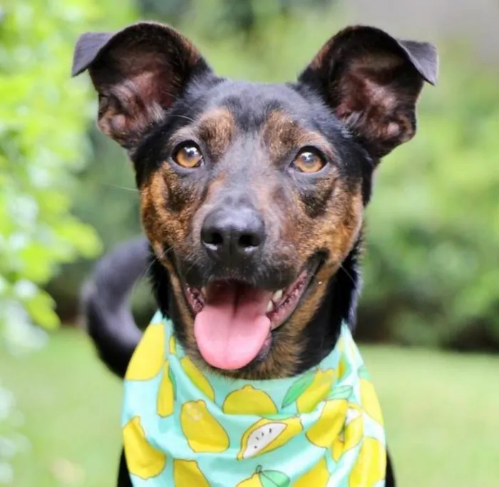 Cachorro raça SRD-ViraLata idade 2 anos nome Zeca 