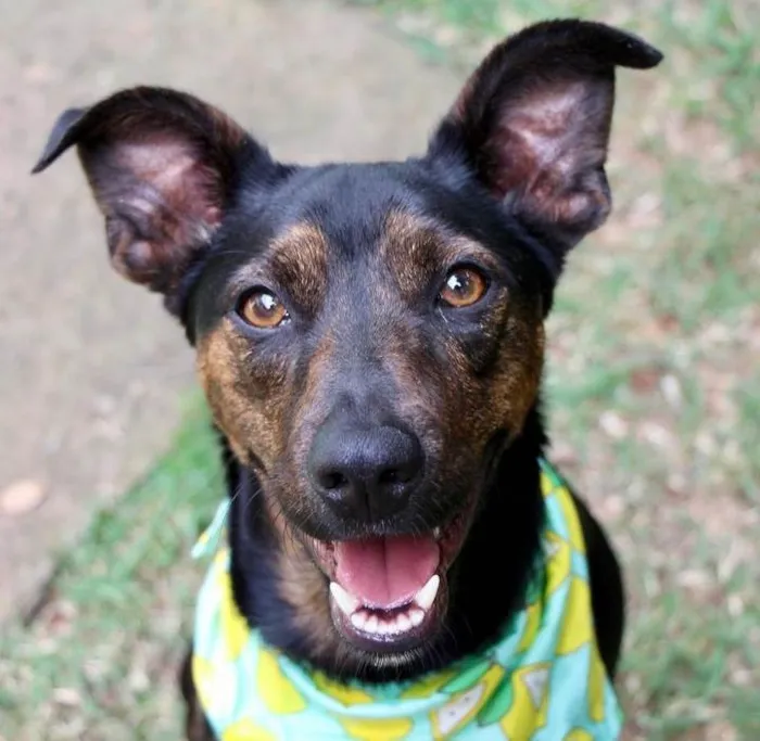 Cachorro raça SRD-ViraLata idade 2 anos nome Zeca 