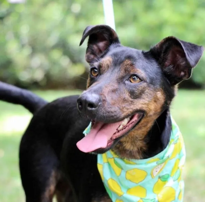 Cachorro raça SRD-ViraLata idade 2 anos nome Zeca 