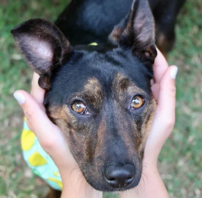 Cachorro raça SRD-ViraLata idade 2 anos nome Zeca 