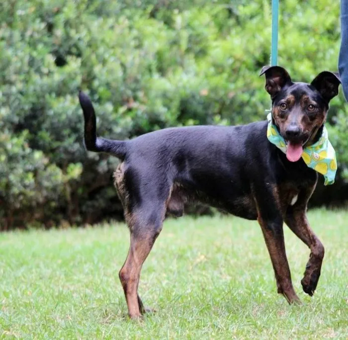 Cachorro raça SRD-ViraLata idade 2 anos nome Zeca 