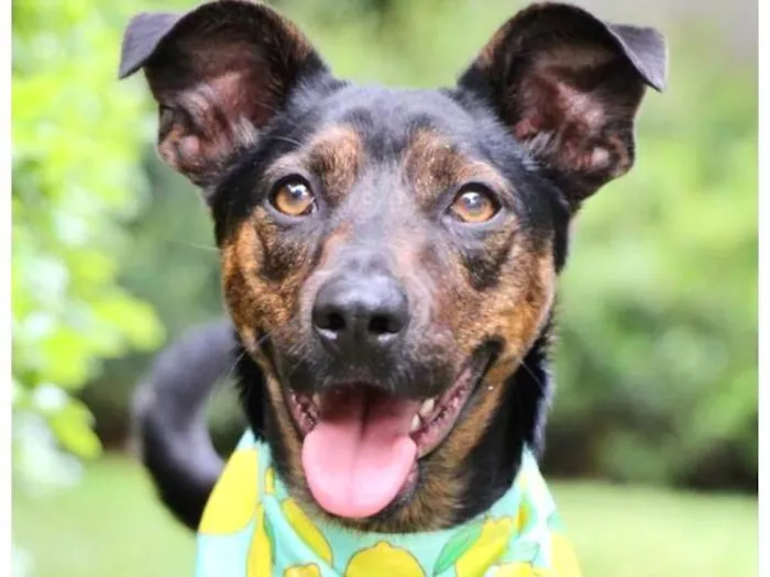 Cachorro raça SRD-ViraLata idade 2 anos nome Zeca 