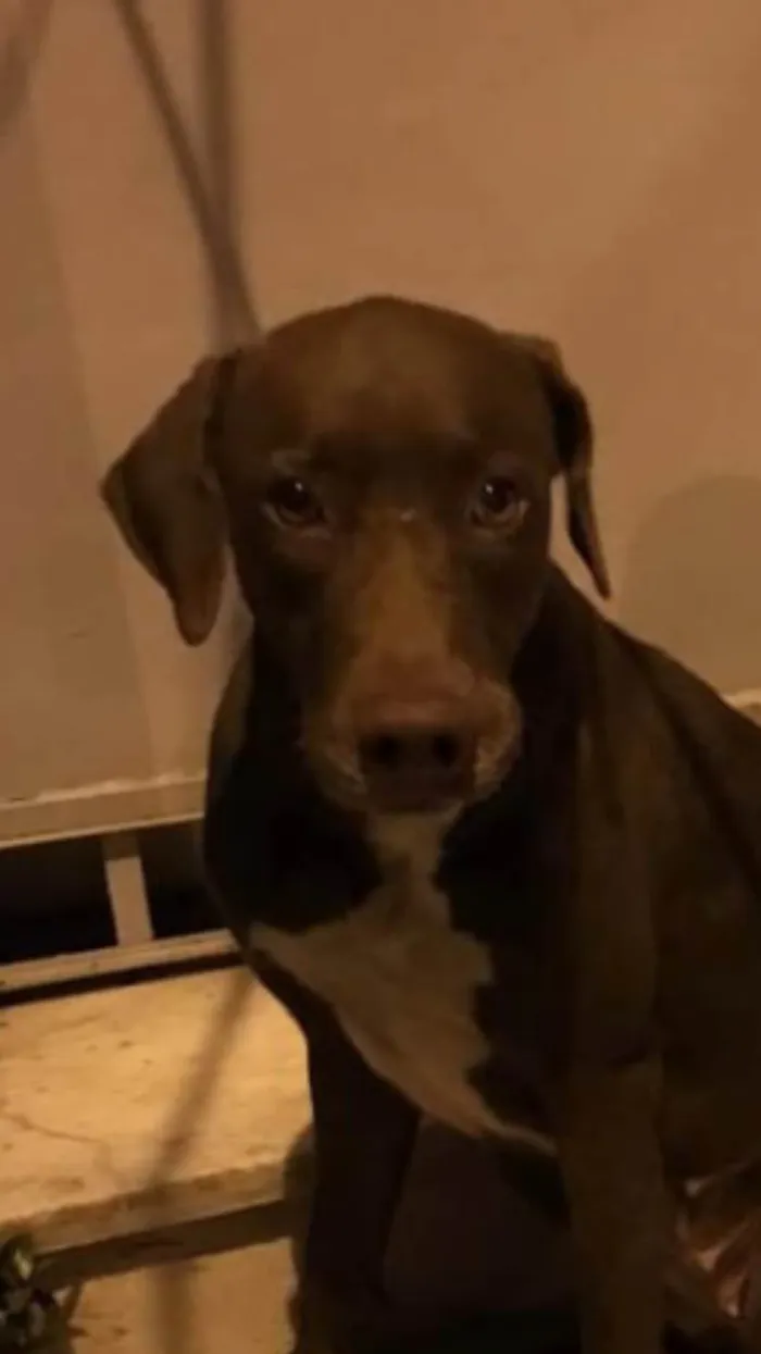 Cachorro ra a Weimaraner misturado idade 1 ano nome Mel