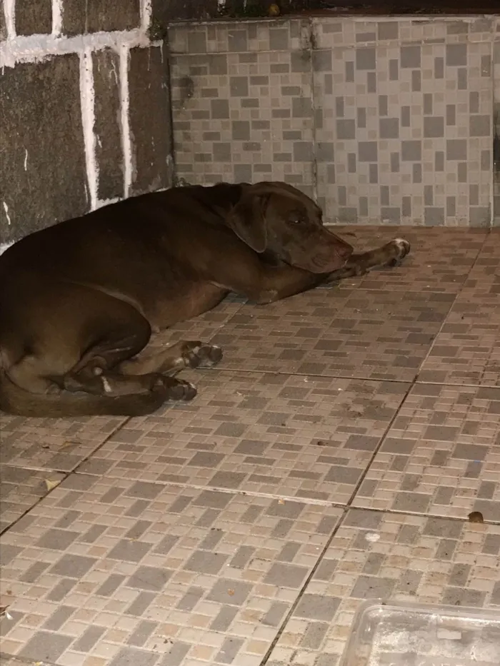 Cachorro ra a Weimaraner misturado idade 1 ano nome Mel