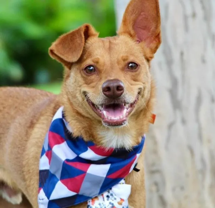 Cachorro ra a SRD-ViraLata idade 1 ano nome Spike