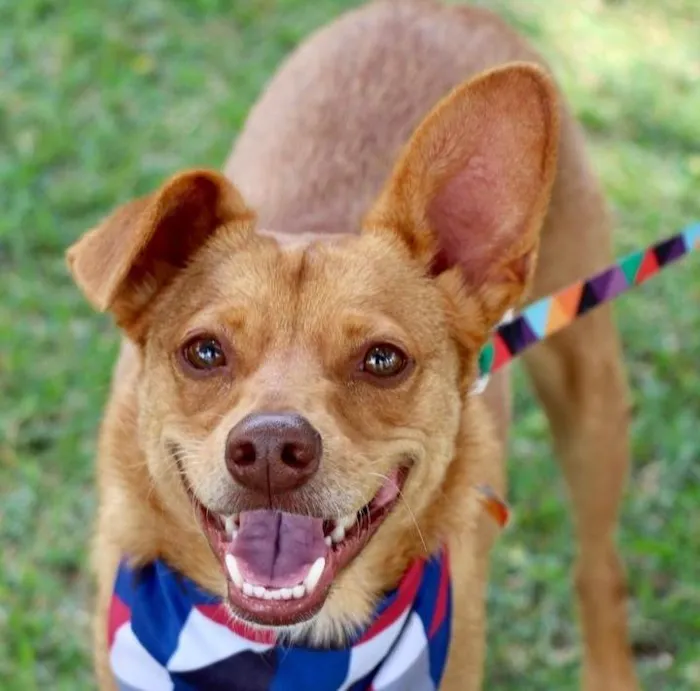 Cachorro ra a SRD-ViraLata idade 1 ano nome Spike