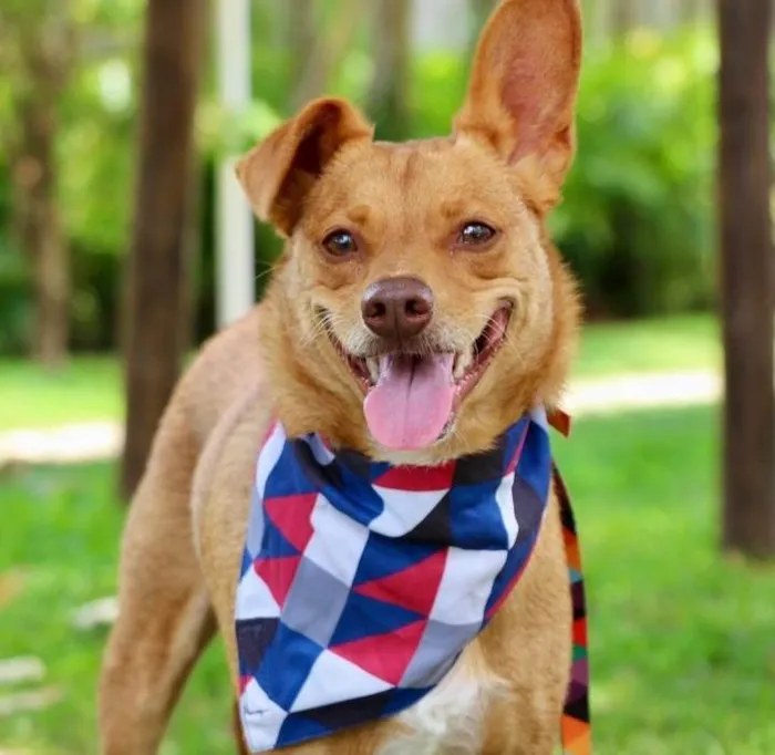 Cachorro ra a SRD-ViraLata idade 1 ano nome Spike