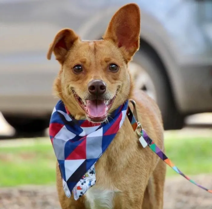 Cachorro ra a SRD-ViraLata idade 1 ano nome Spike