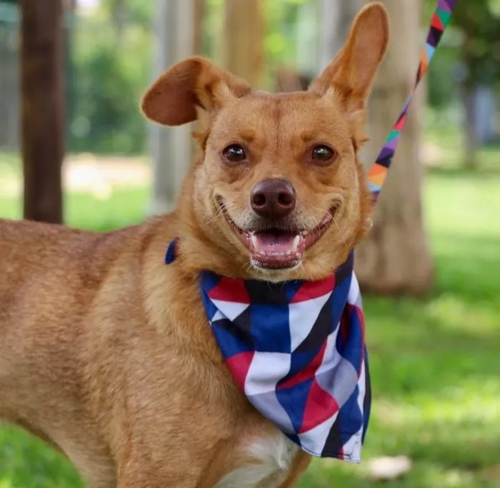 Cachorro ra a SRD-ViraLata idade 1 ano nome Spike
