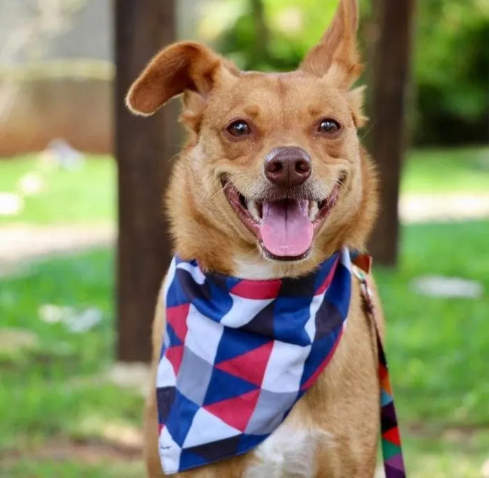 Cachorro ra a SRD-ViraLata idade 1 ano nome Spike