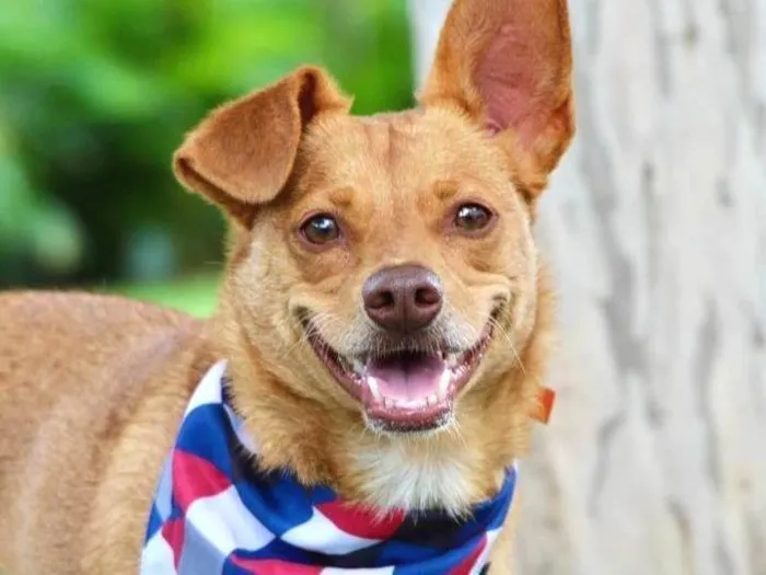 Cachorro ra a SRD-ViraLata idade 1 ano nome Spike