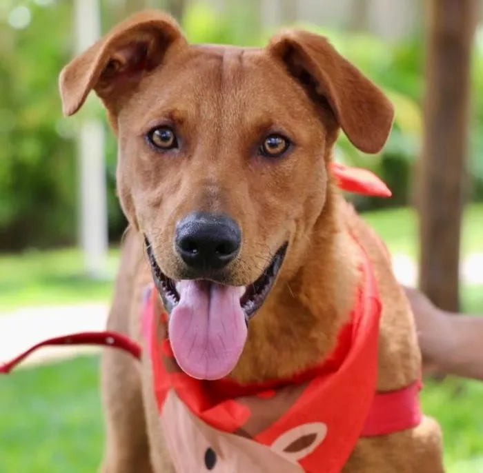 Cachorro raça SRD-ViraLata idade 1 ano nome Pluto