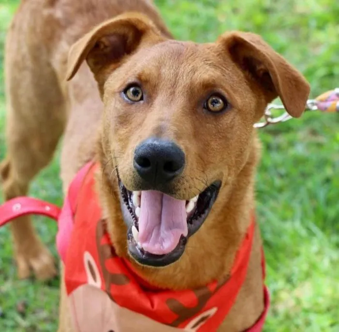 Cachorro raça SRD-ViraLata idade 1 ano nome Pluto