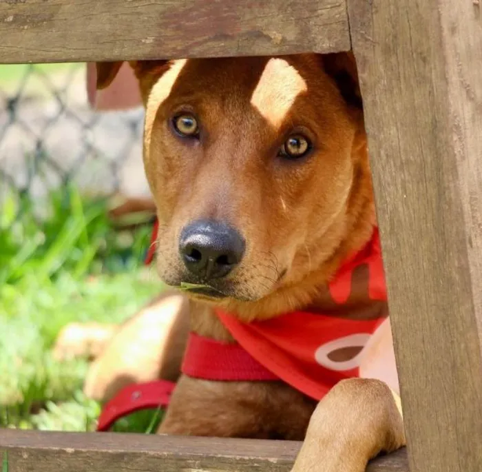 Cachorro raça SRD-ViraLata idade 1 ano nome Pluto