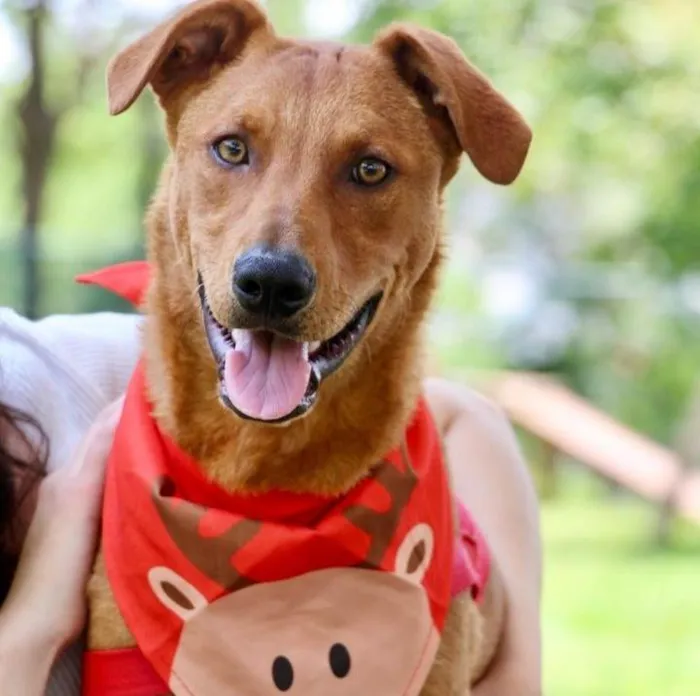 Cachorro raça SRD-ViraLata idade 1 ano nome Pluto