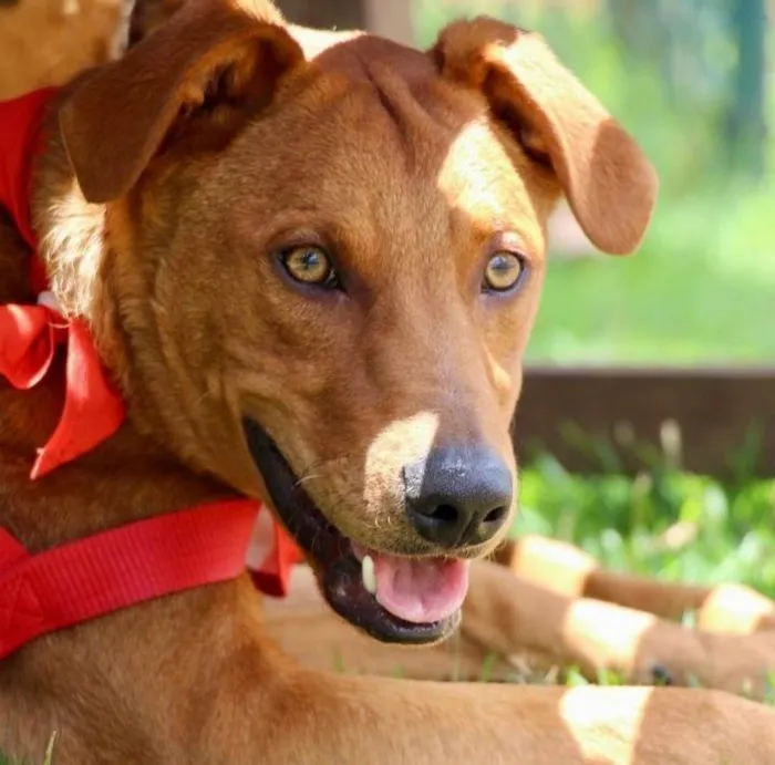Cachorro raça SRD-ViraLata idade 1 ano nome Pluto