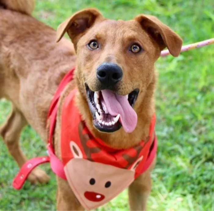 Cachorro raça SRD-ViraLata idade 1 ano nome Pluto