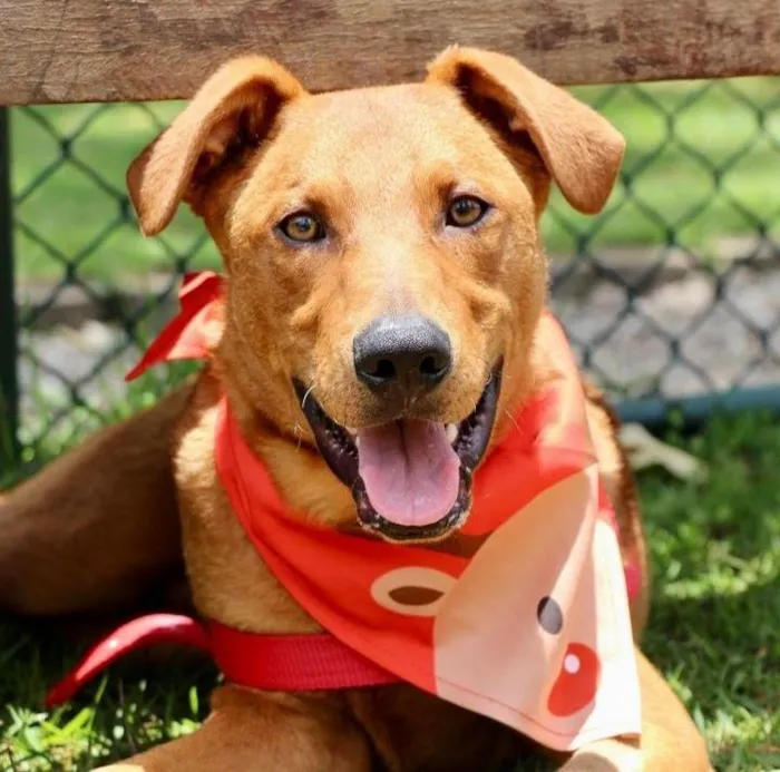 Cachorro raça SRD-ViraLata idade 1 ano nome Pluto