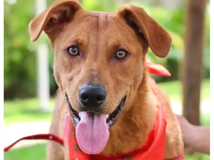 Cachorro raça SRD-ViraLata idade 1 ano nome Pluto