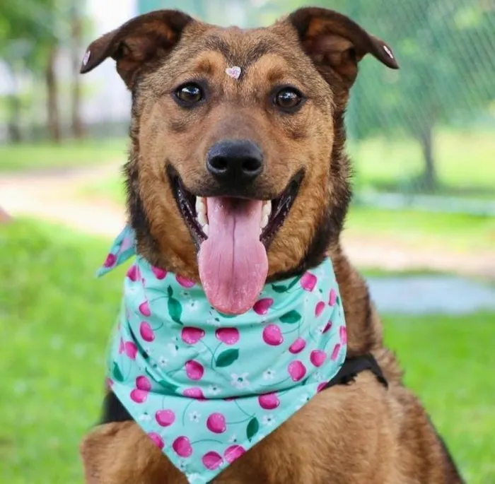 Cachorro raça SRD-ViraLata idade 1 ano nome Raika