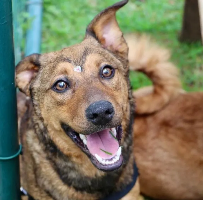 Cachorro raça SRD-ViraLata idade 1 ano nome Raika