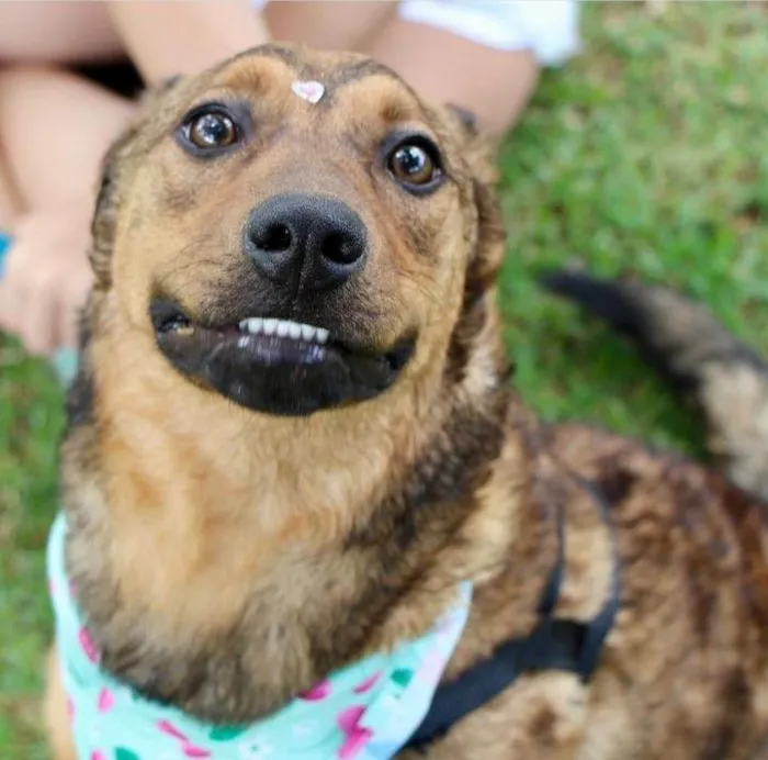 Cachorro raça SRD-ViraLata idade 1 ano nome Raika