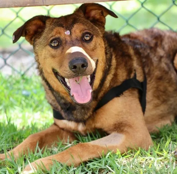 Cachorro raça SRD-ViraLata idade 1 ano nome Raika