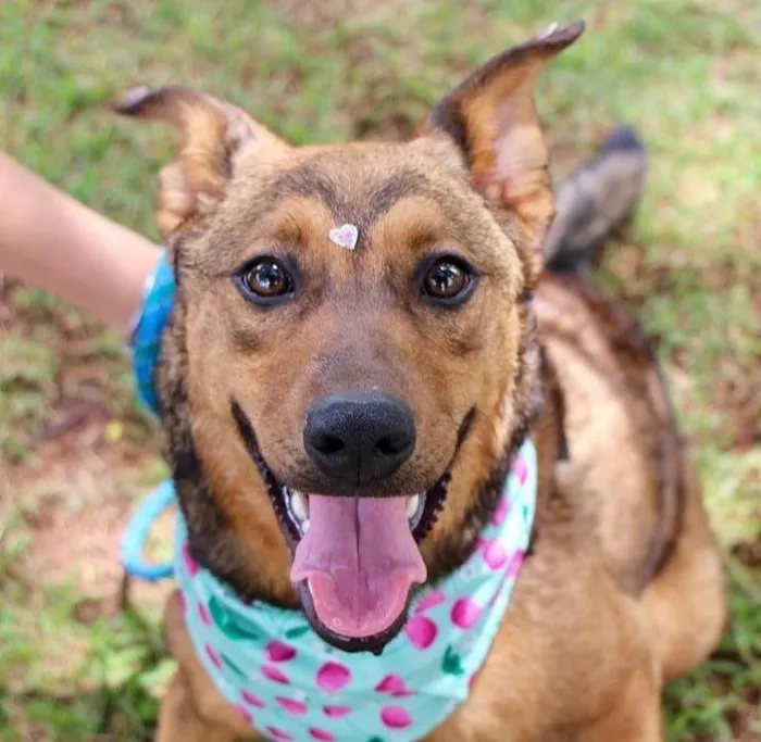 Cachorro raça SRD-ViraLata idade 1 ano nome Raika