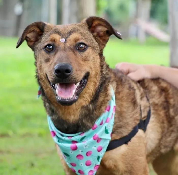 Cachorro raça SRD-ViraLata idade 1 ano nome Raika