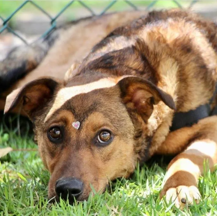 Cachorro raça SRD-ViraLata idade 1 ano nome Raika