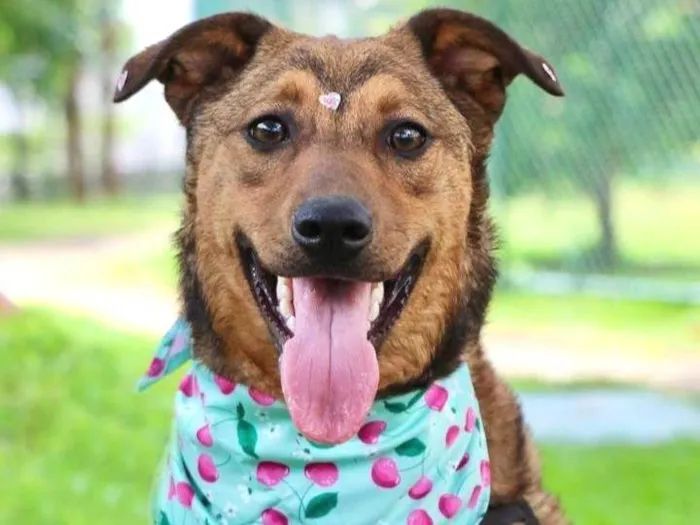 Cachorro raça SRD-ViraLata idade 1 ano nome Raika