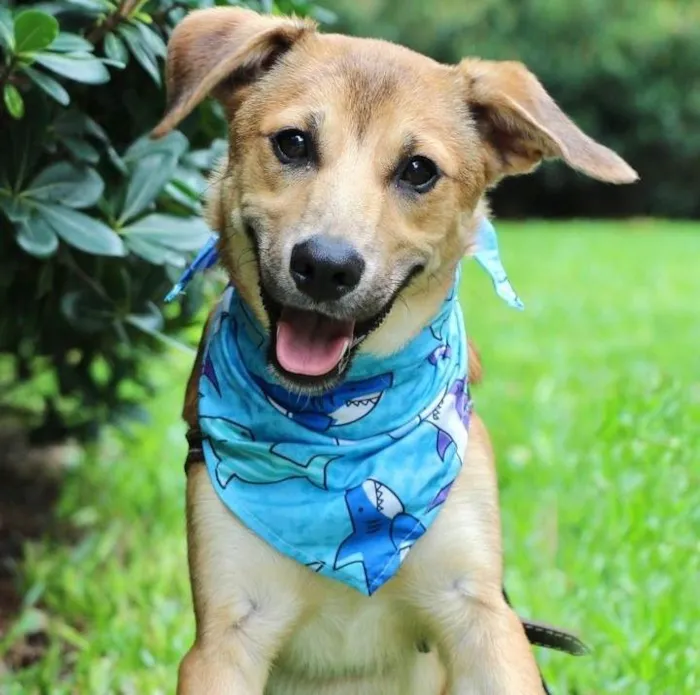 Cachorro raça SRD-ViraLata idade 7 a 11 meses nome Santinho