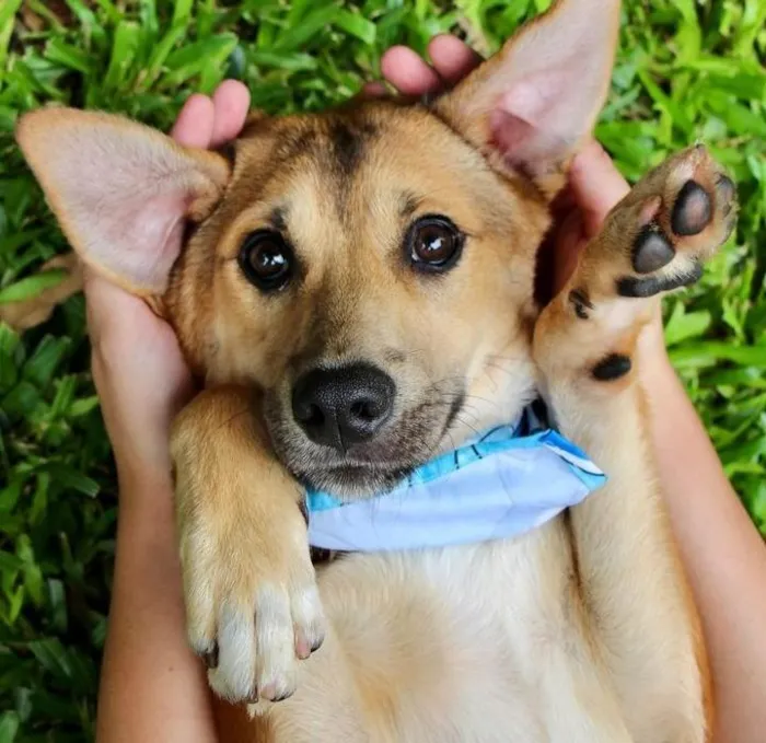 Cachorro raça SRD-ViraLata idade 7 a 11 meses nome Santinho