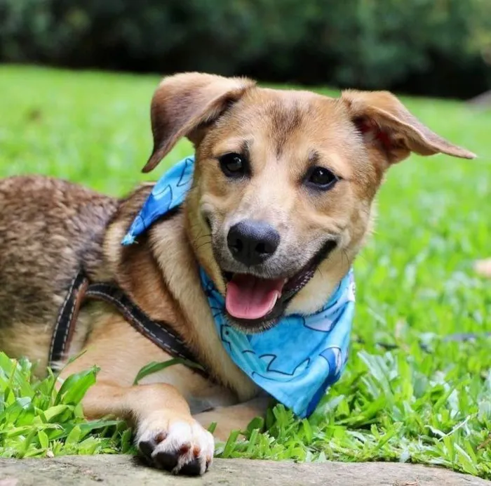 Cachorro raça SRD-ViraLata idade 7 a 11 meses nome Santinho