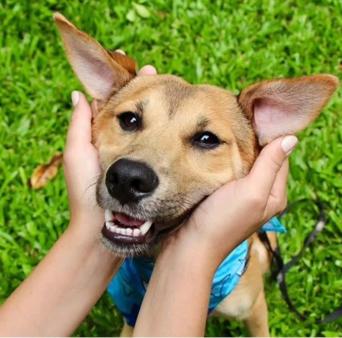 Cachorro raça SRD-ViraLata idade 7 a 11 meses nome Santinho