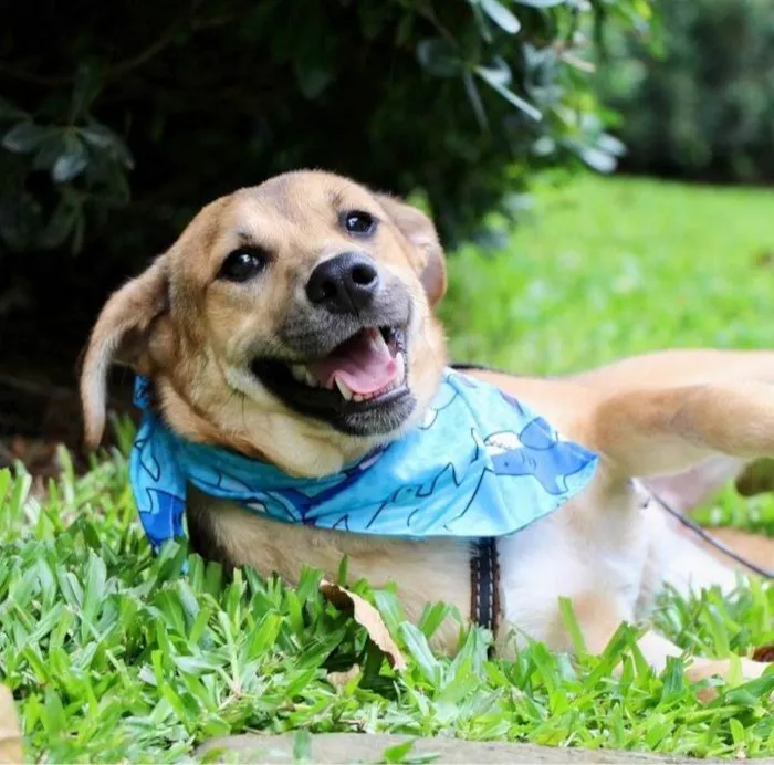 Cachorro raça SRD-ViraLata idade 7 a 11 meses nome Santinho