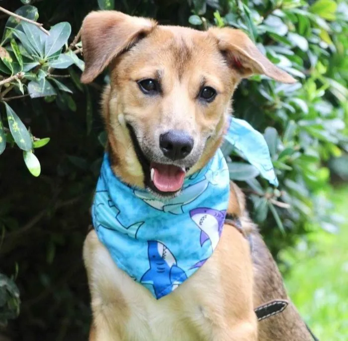 Cachorro raça SRD-ViraLata idade 7 a 11 meses nome Santinho