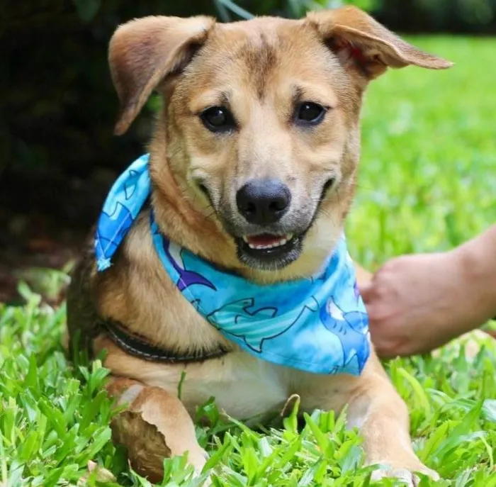 Cachorro raça SRD-ViraLata idade 7 a 11 meses nome Santinho