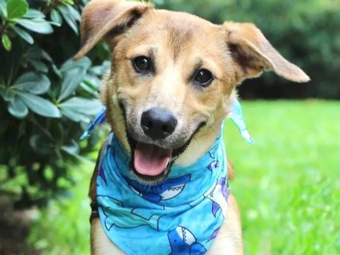 Cachorro raça SRD-ViraLata idade 7 a 11 meses nome Santinho