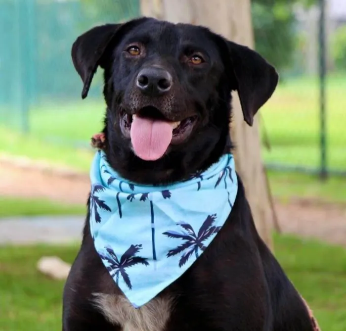 Cachorro raça SRD-ViraLata idade 1 ano nome Pipo