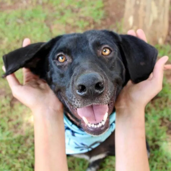 Cachorro raça SRD-ViraLata idade 1 ano nome Pipo
