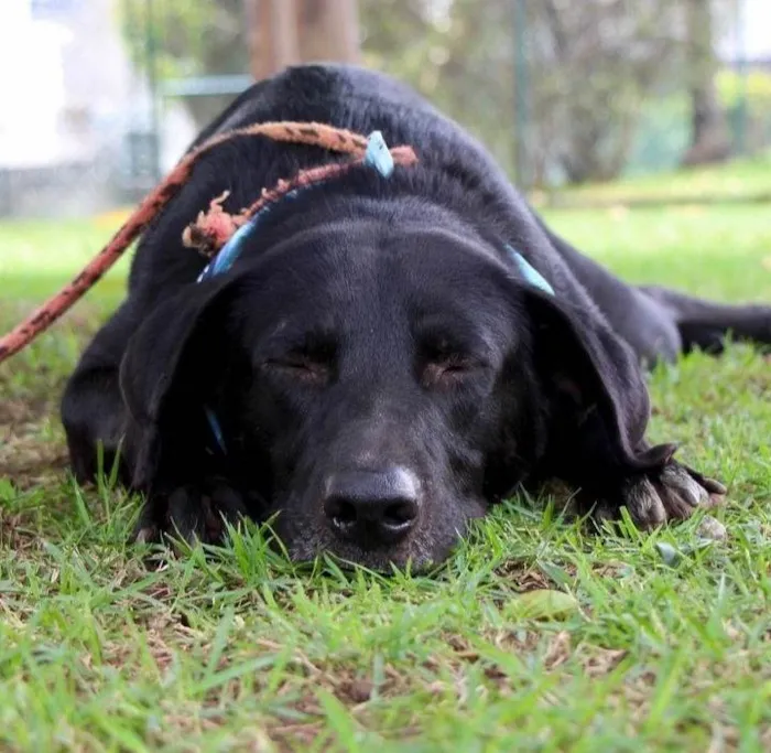 Cachorro raça SRD-ViraLata idade 1 ano nome Pipo